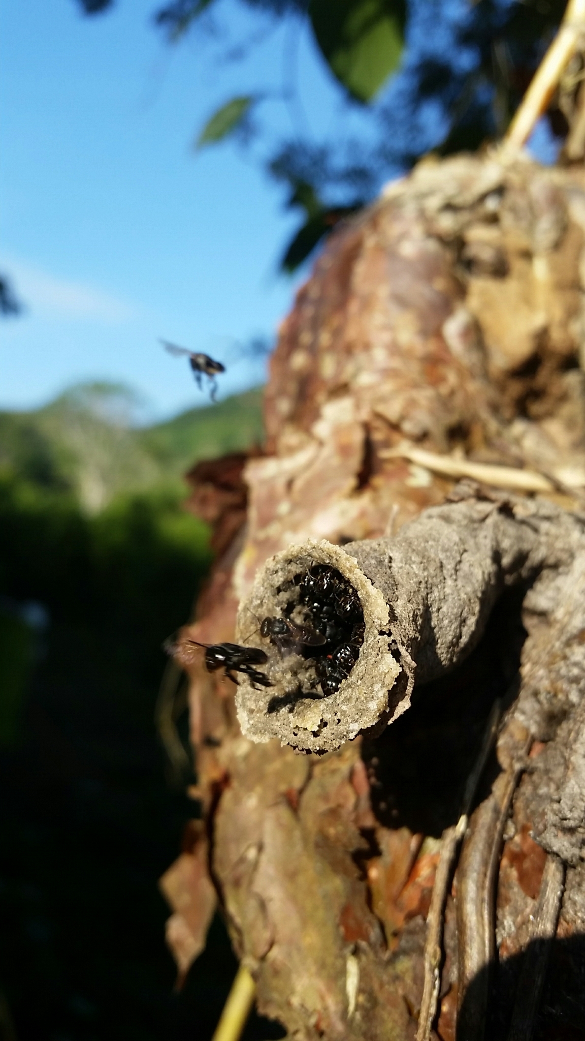 Entrada de nido en tronco